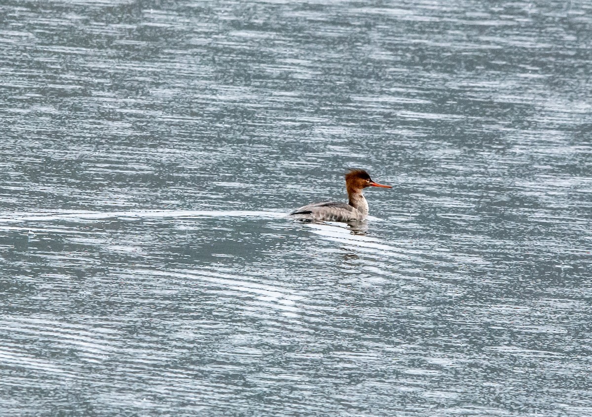 Red-breasted Merganser - ML652156962