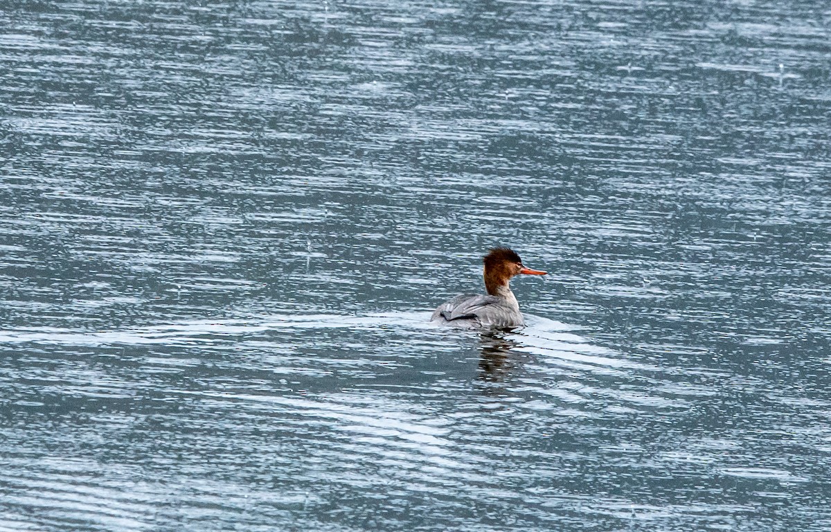 Red-breasted Merganser - ML652156963