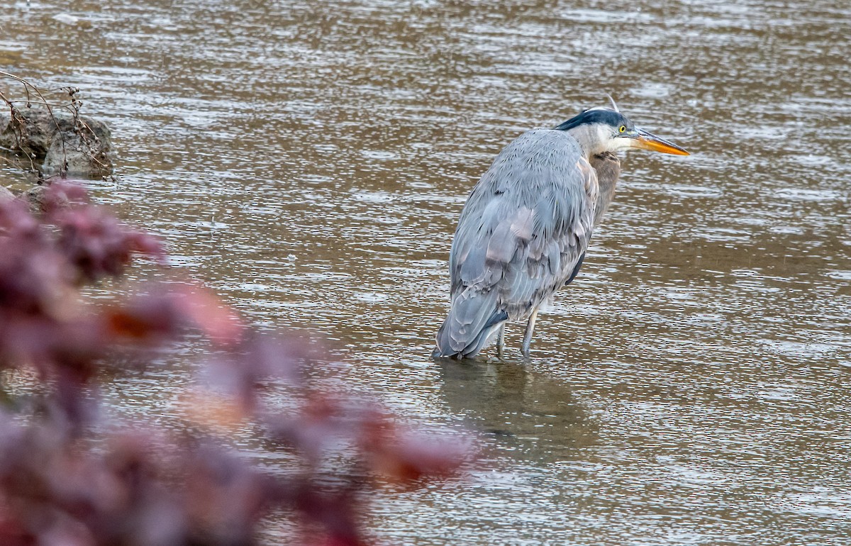 Great Blue Heron - ML652156987