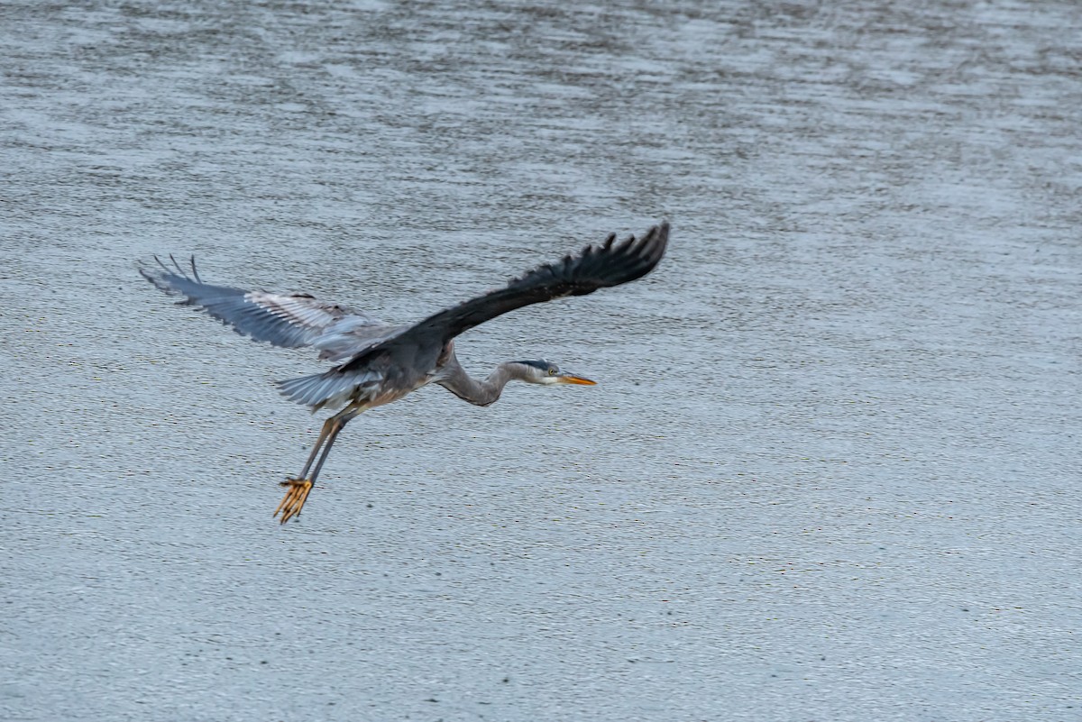 Great Blue Heron - ML652156988