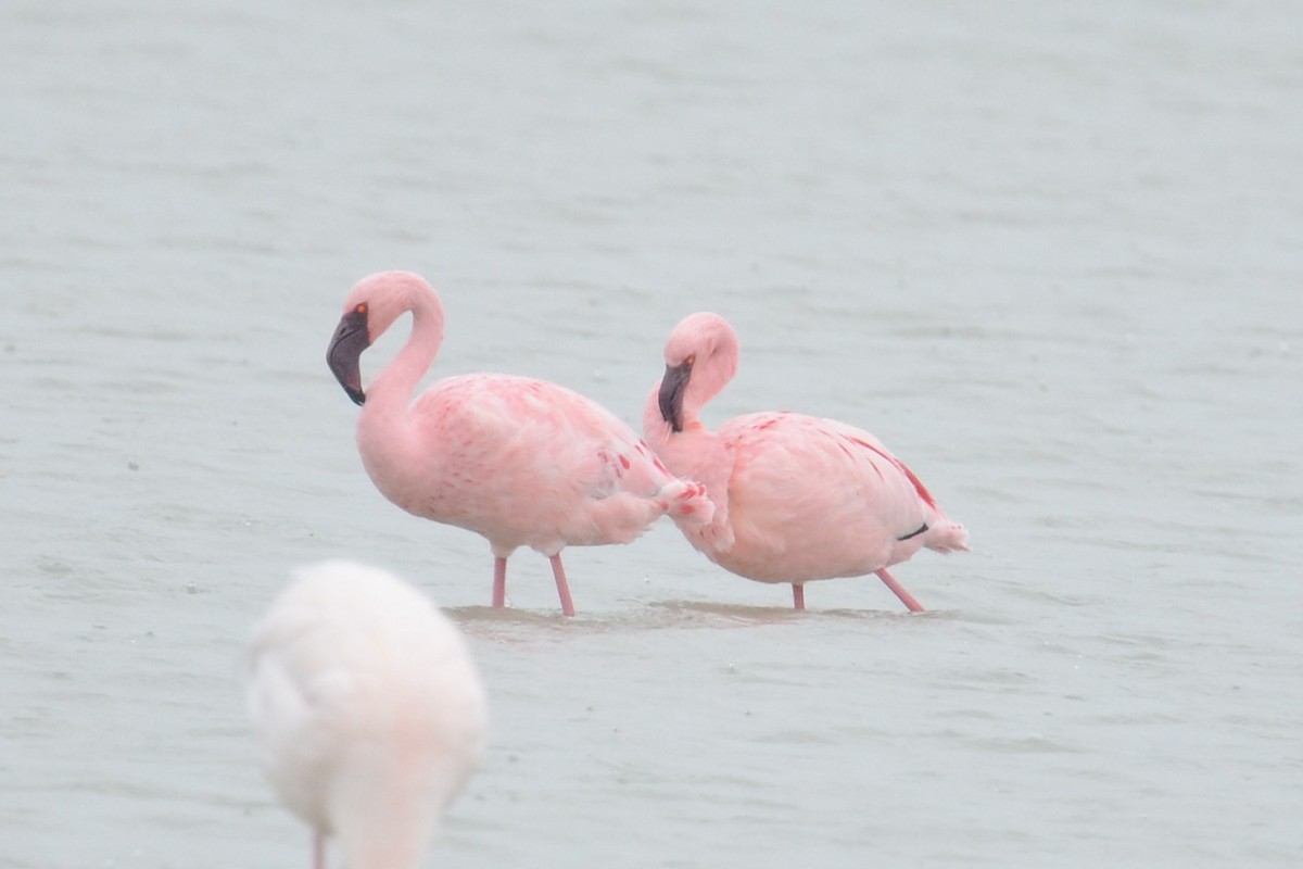 Lesser Flamingo - ML652157160