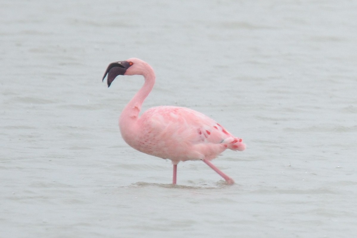 Lesser Flamingo - ML652157161
