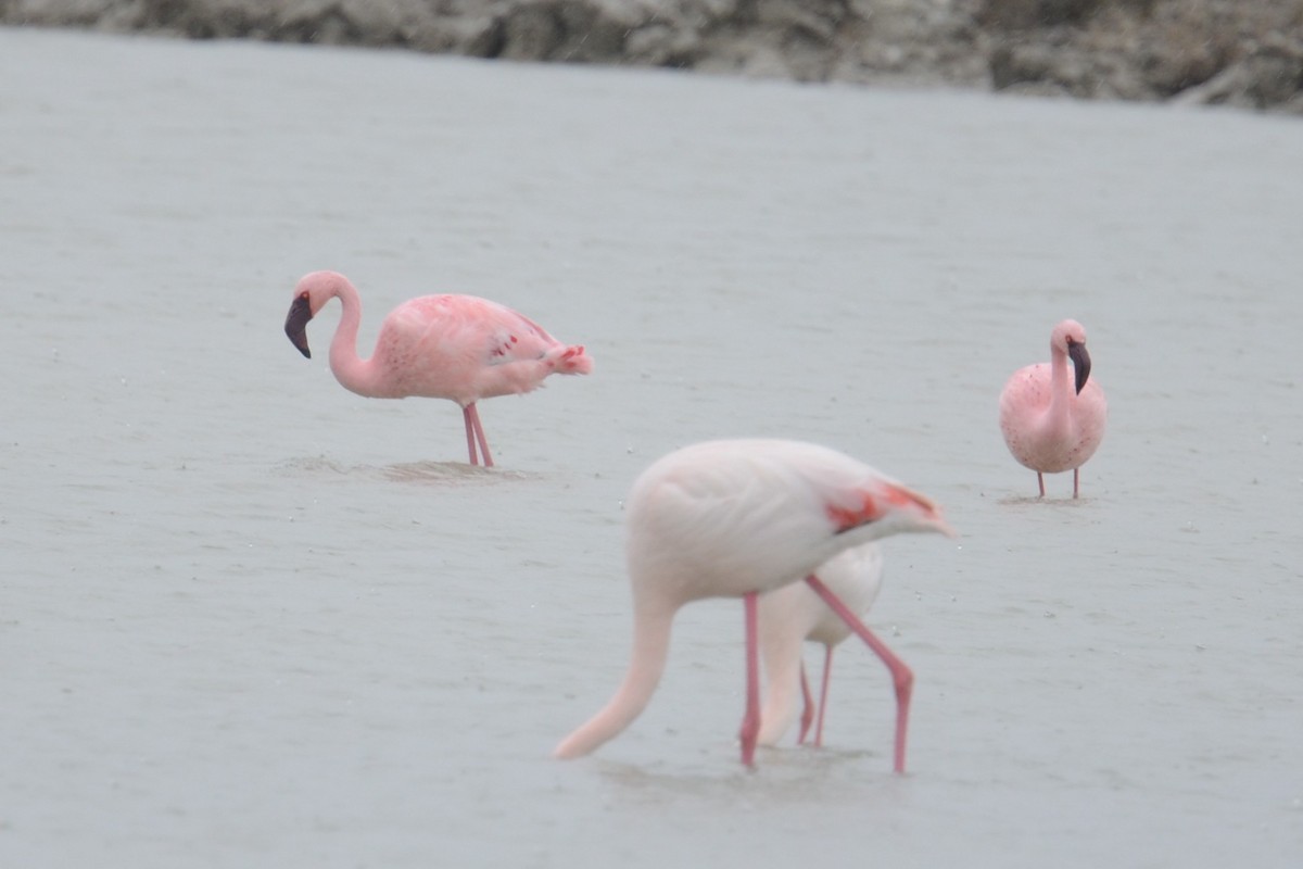 Lesser Flamingo - ML652157162