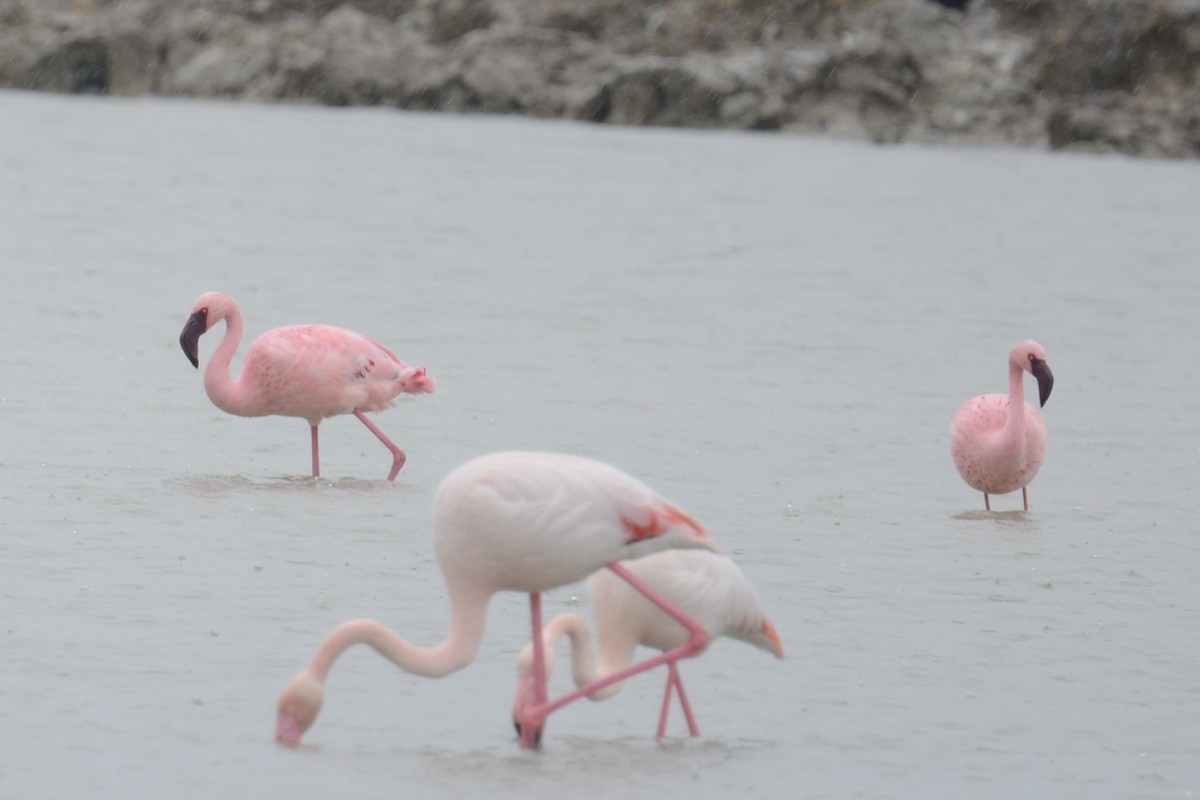 Lesser Flamingo - ML652157163