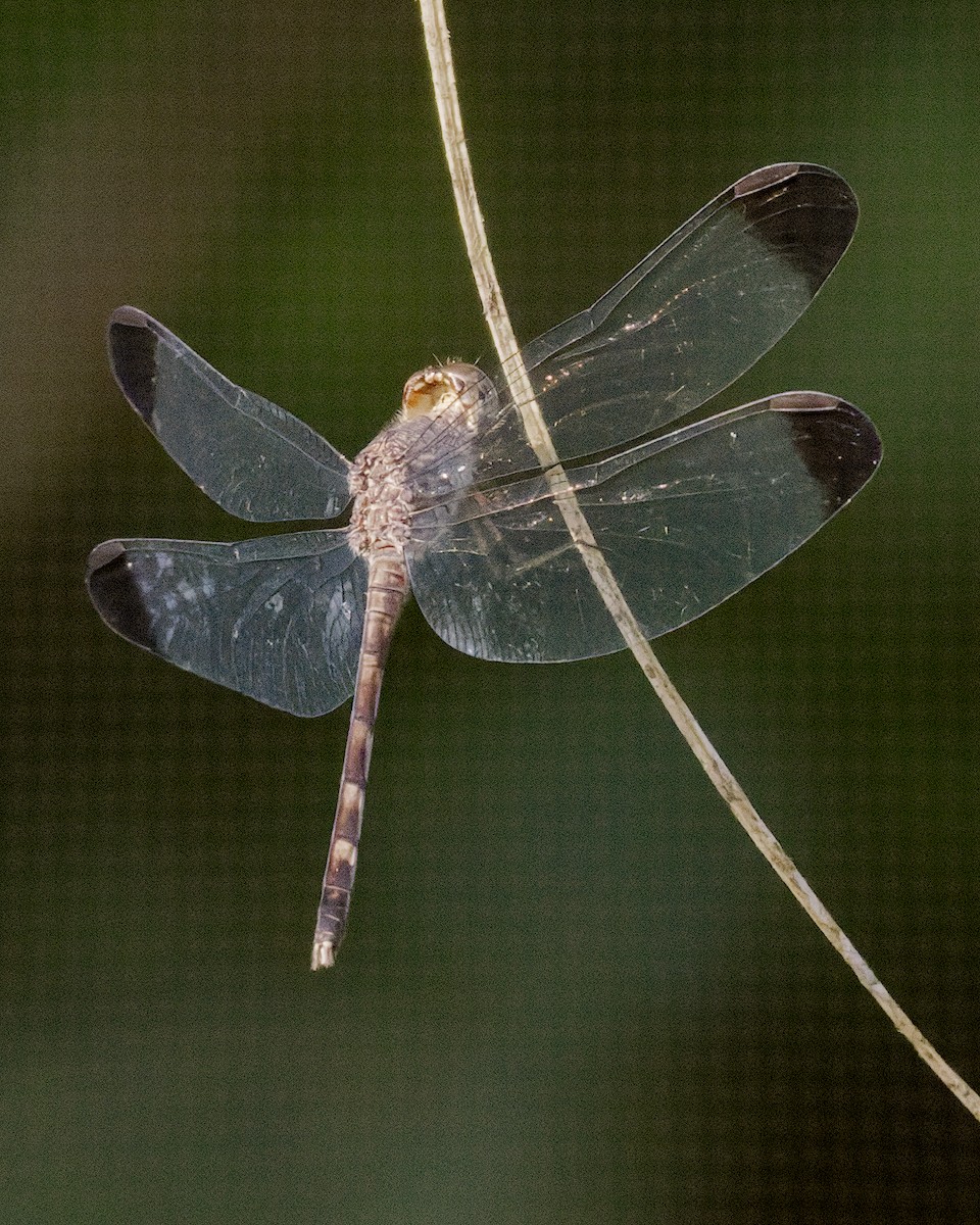 Tropical Woodskimmer - ML652157164