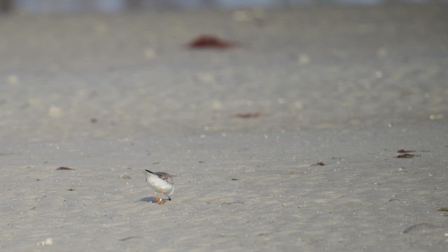 Piping Plover - ML652157422