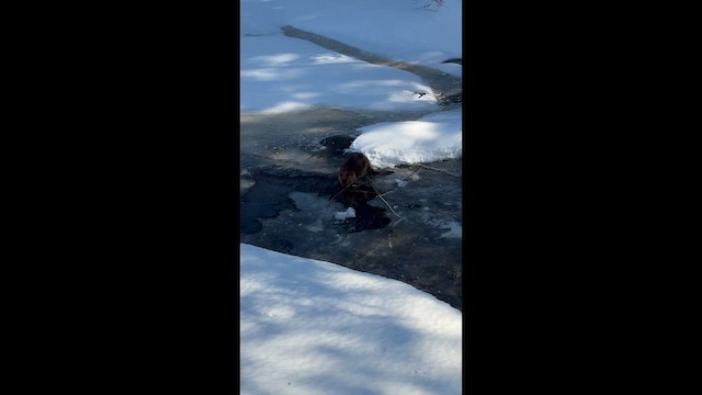 American Beaver - ML652157685