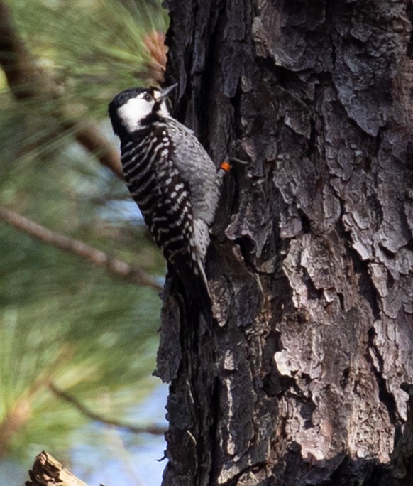Red-cockaded Woodpecker - ML652157763