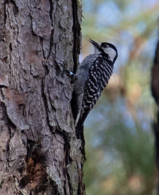 Red-cockaded Woodpecker - ML652157764