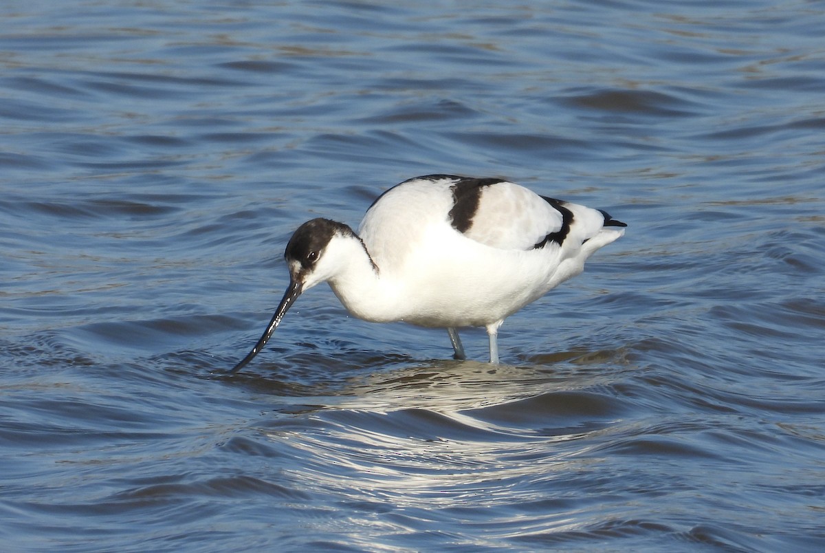 Abozeta kaskabeltza - ML652157797