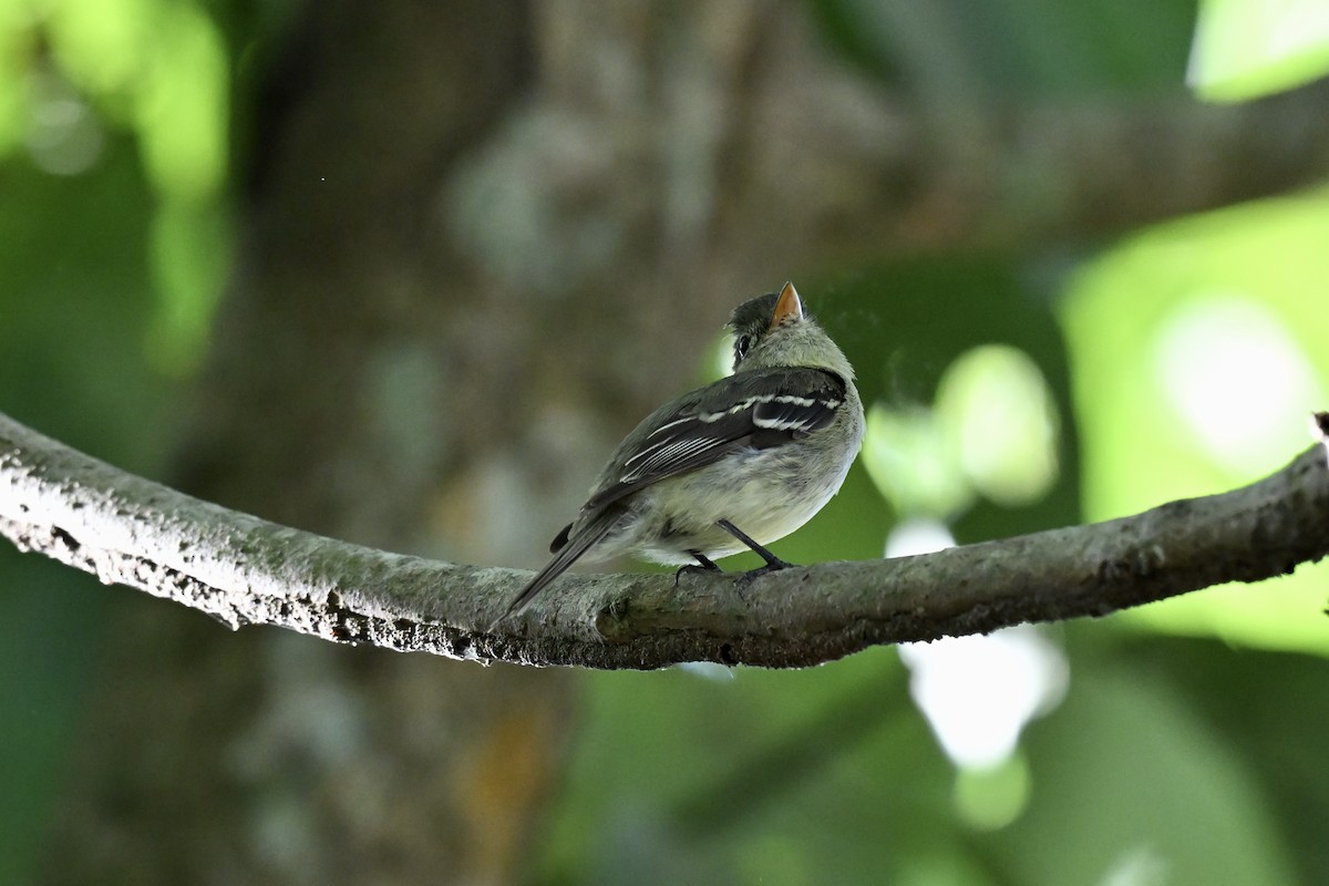 Желтобрюхий мухолов - ML652157799