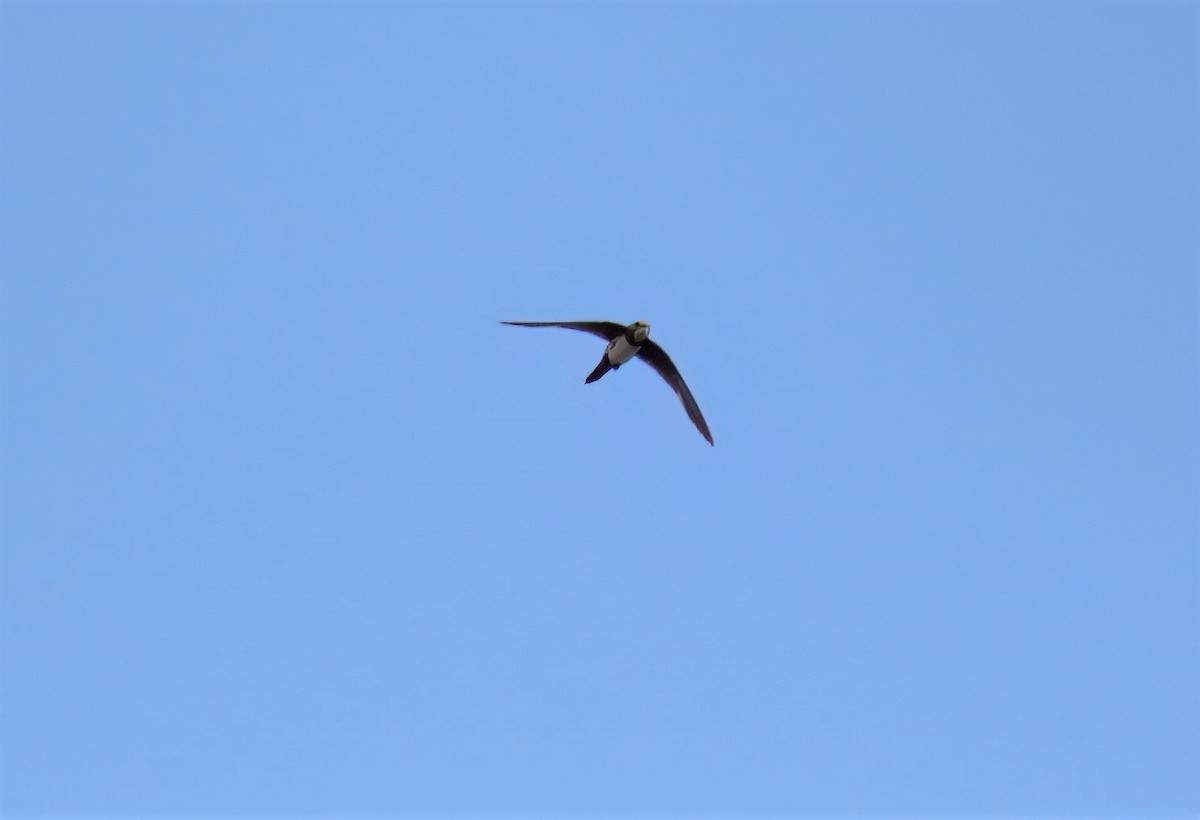 シロハラアマツバメ - ML652157972