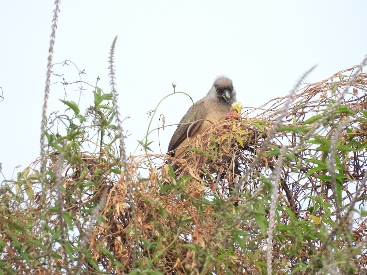 Speckled Mousebird - ML652157988