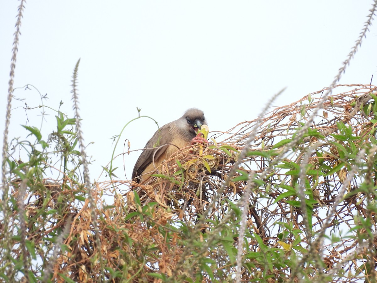 Speckled Mousebird - ML652157989