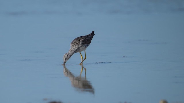 Greater Yellowlegs - ML652158104