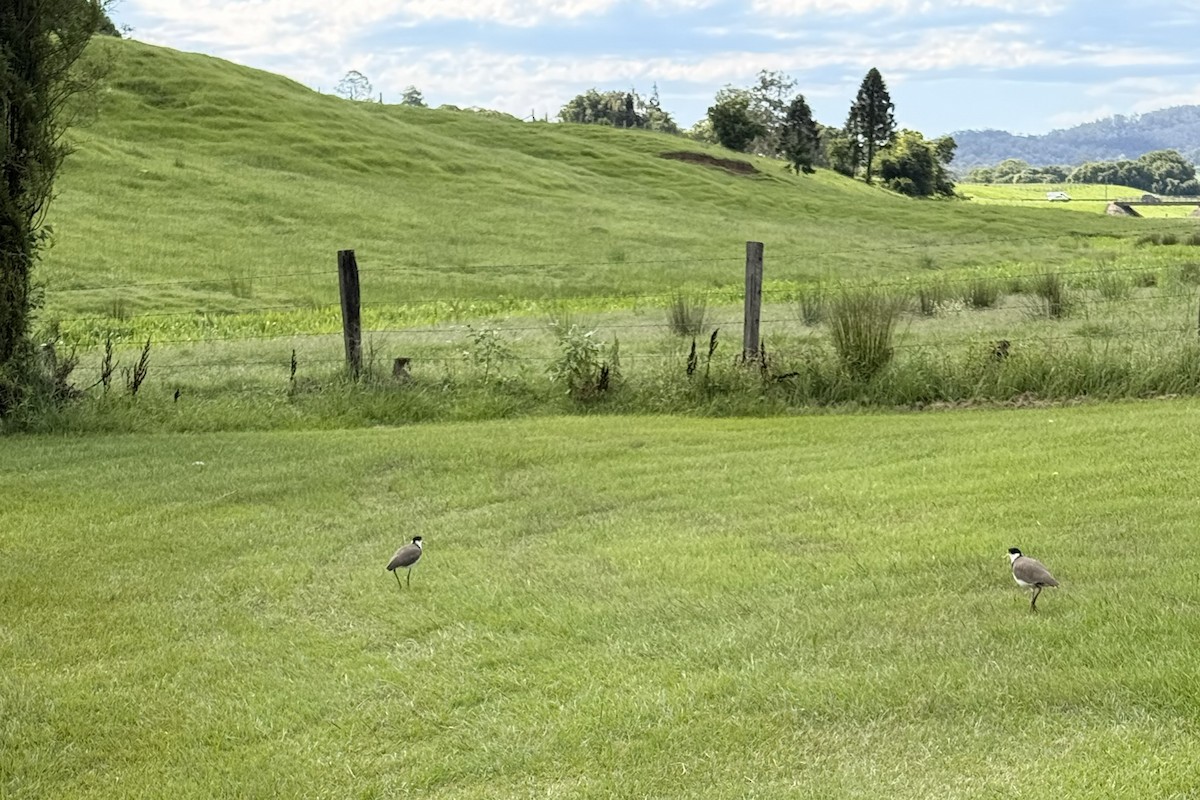 Miğferli Kızkuşu - ML652158573