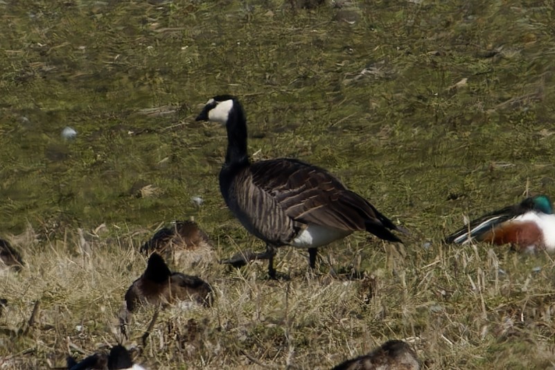 Казарка білощока х мала - ML652158598