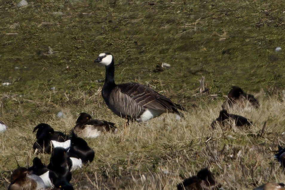 Казарка білощока х мала - ML652158599