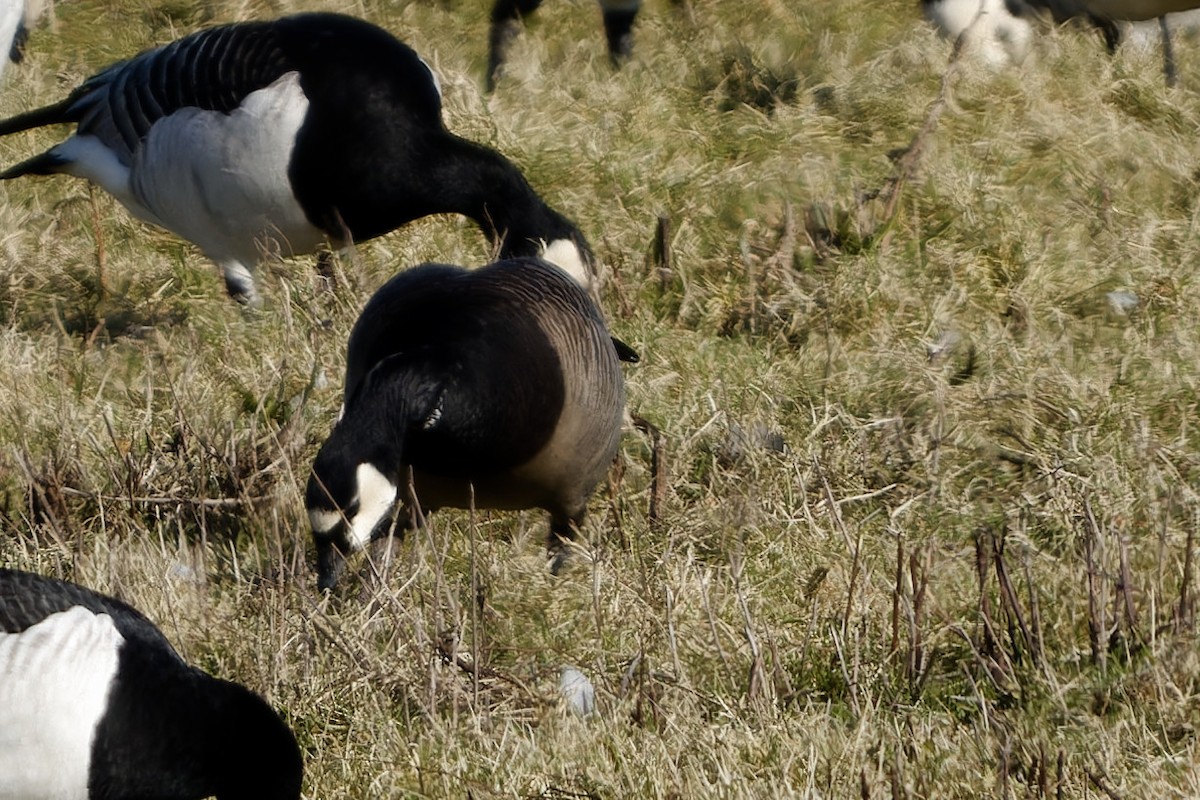 Казарка білощока х мала - ML652158600