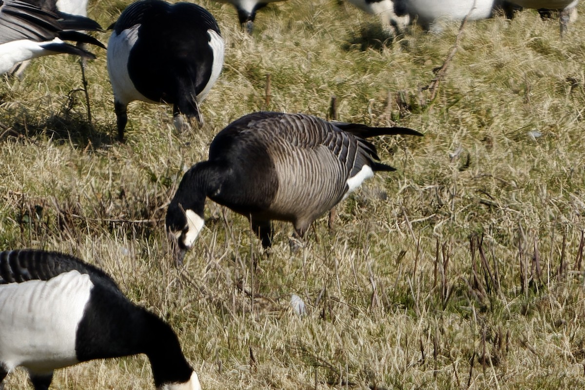 Казарка білощока х мала - ML652158601