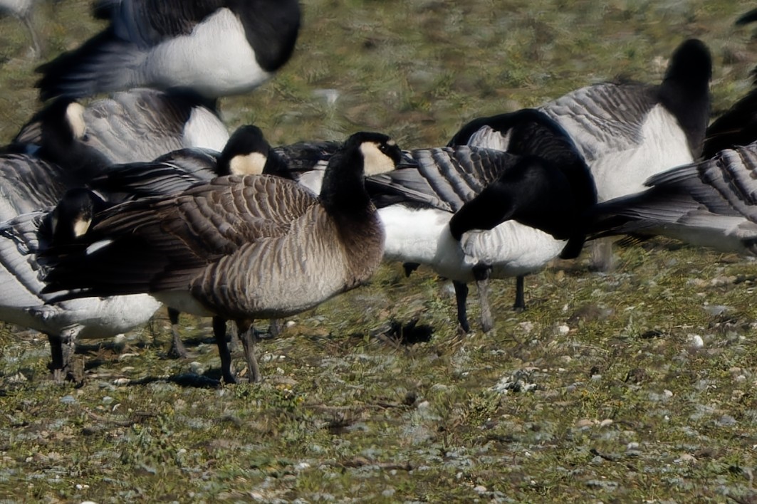 Казарка білощока х мала - ML652158602