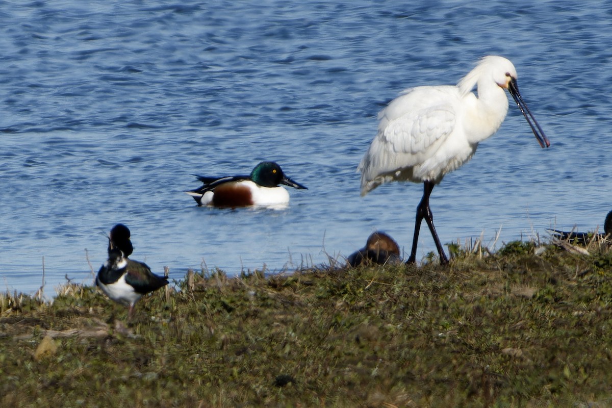 Широконіска північна - ML652158607
