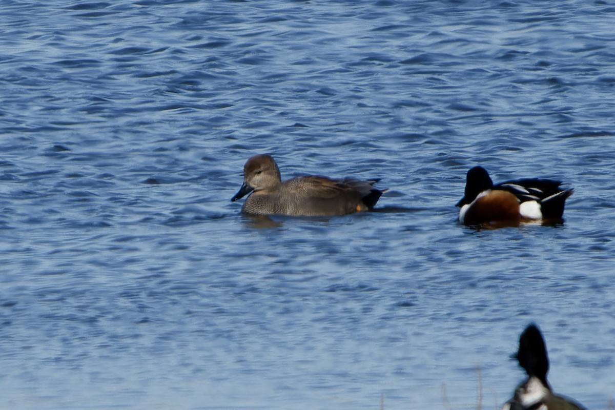 Нерозень - ML652158611