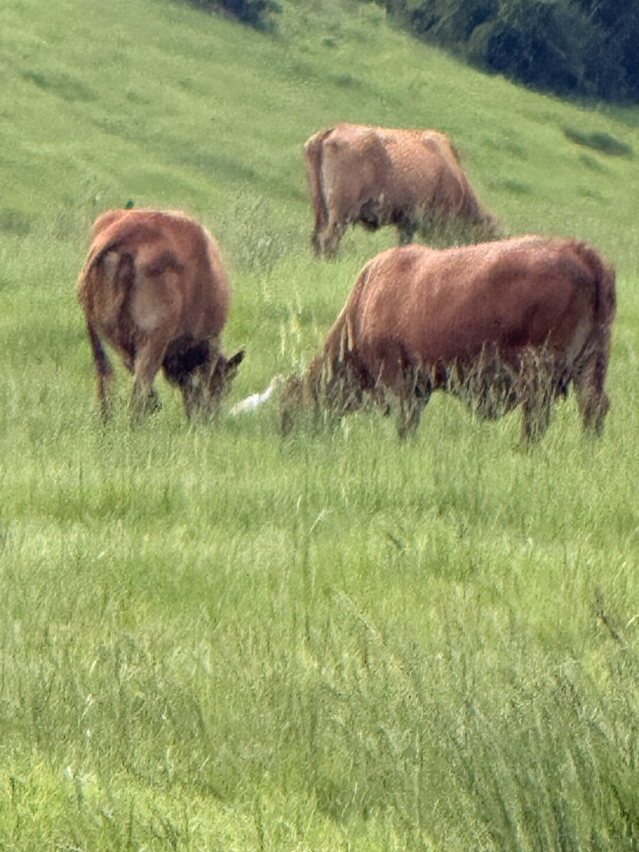 Doğulu Sığır Balıkçılı - ML652158647