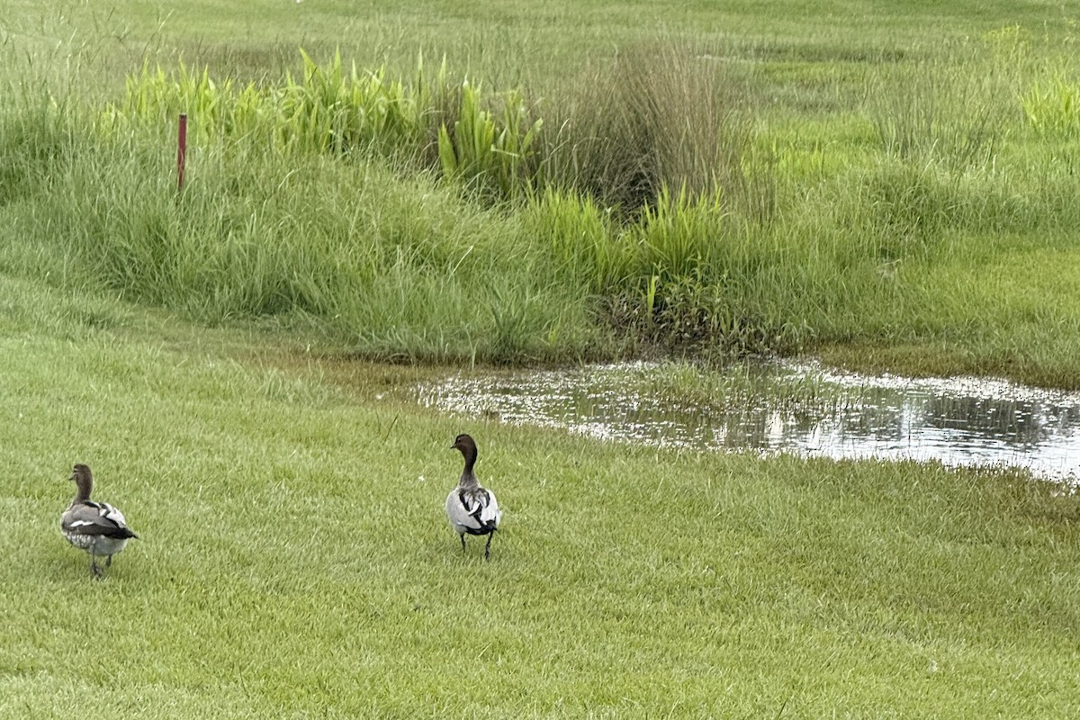 Yeleli Ördek - ML652158716