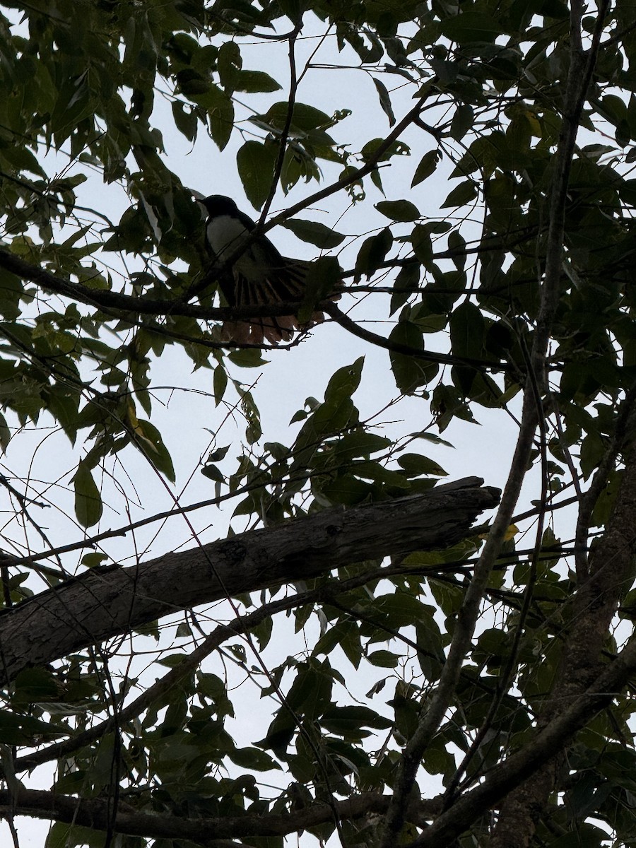 Bahçe Katmerkuyruğu - ML652158887