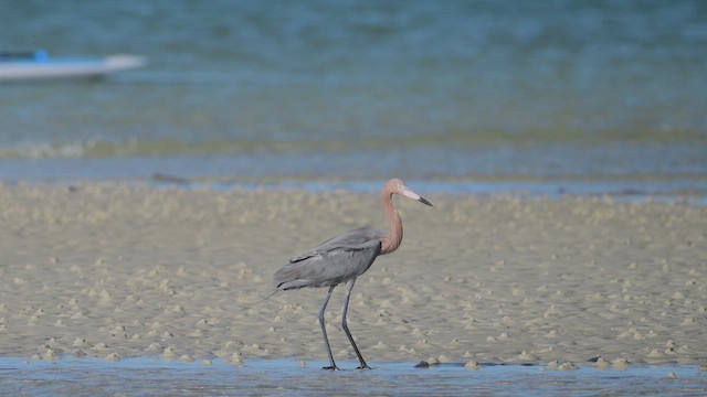 Reddish Egret - ML652158932