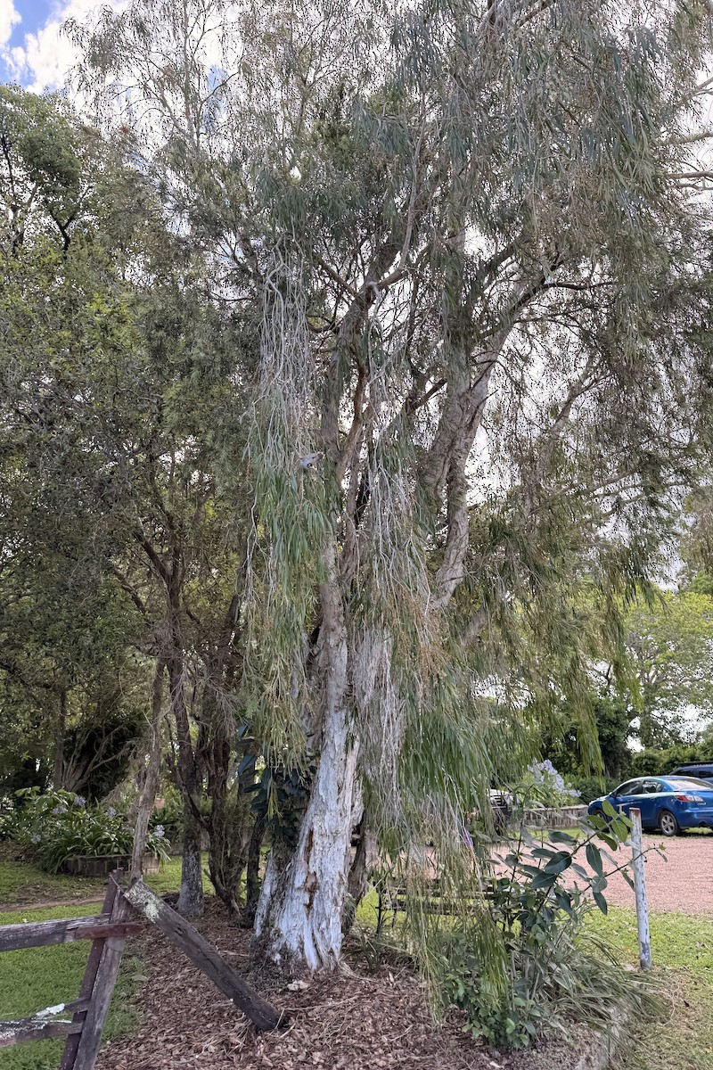 Geveze Balkuşu - ML652158971