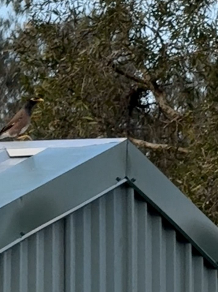 Çiğdeci - ML652159132