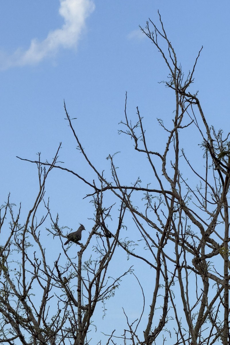 Tepeli Bronz Kumru - ML652159191