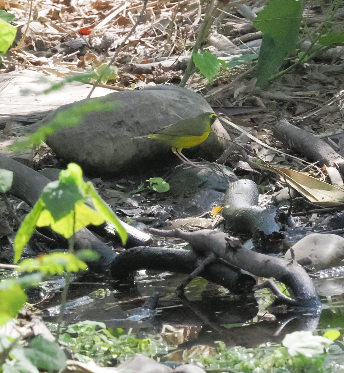 kentuckyparula - ML652159192