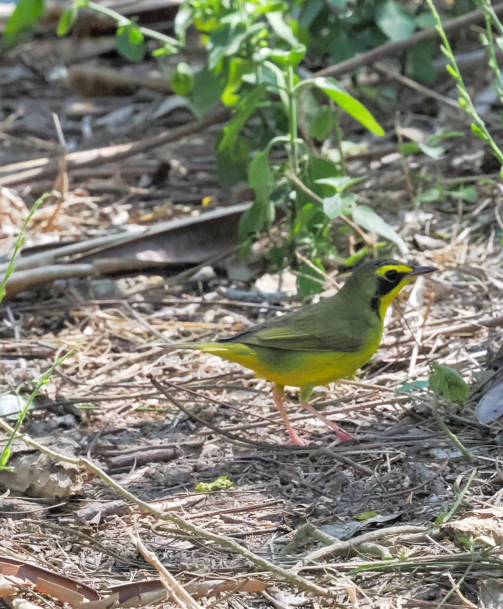 kentuckyparula - ML652159193