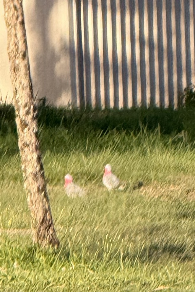 Gül Rengi Kakadu - ML652159279