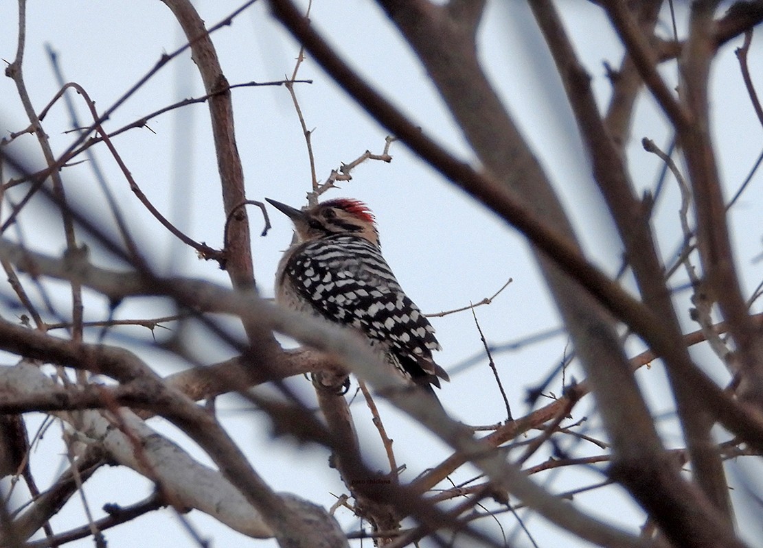 Ladder-backed Woodpecker - ML652159579