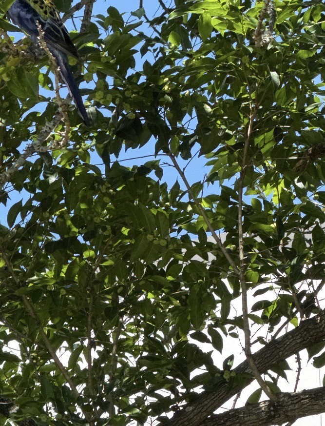 Solgun Rozella - ML652159709