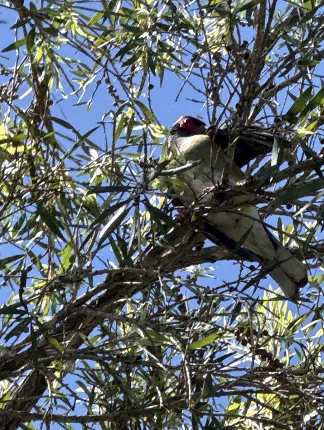 Viellot İnciryiyeni - ML652159715