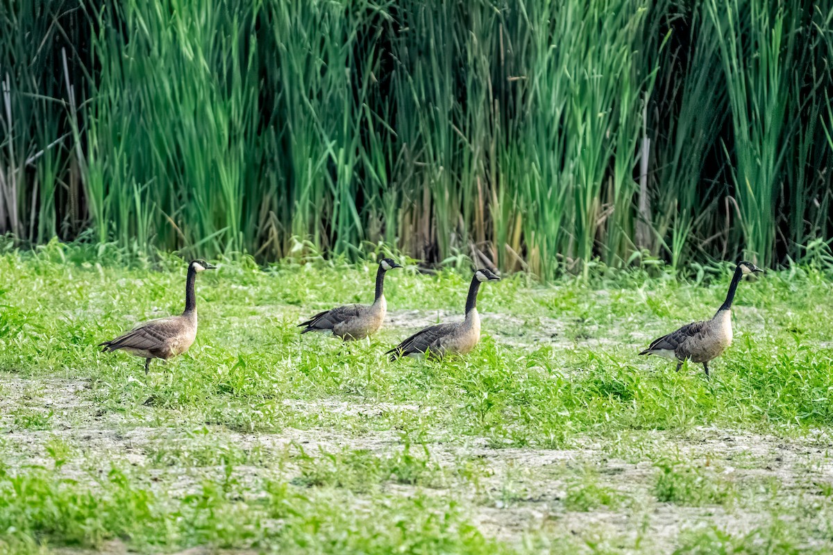 Canada Goose - ML652159751