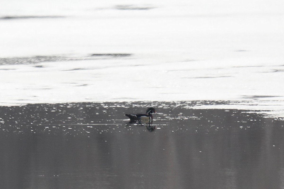 Wood Duck - ML652160010
