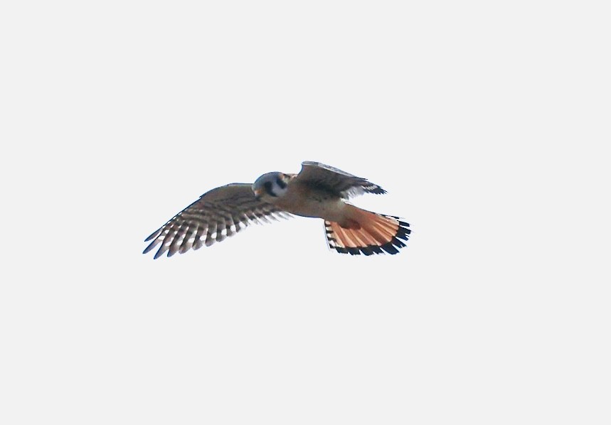 spurvefalk - ML652160196