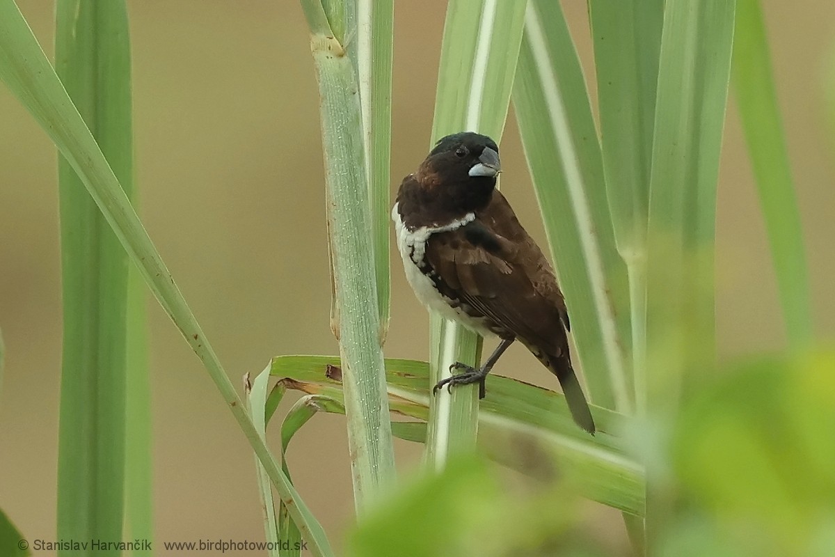Bronze Mannikin - ML652160458