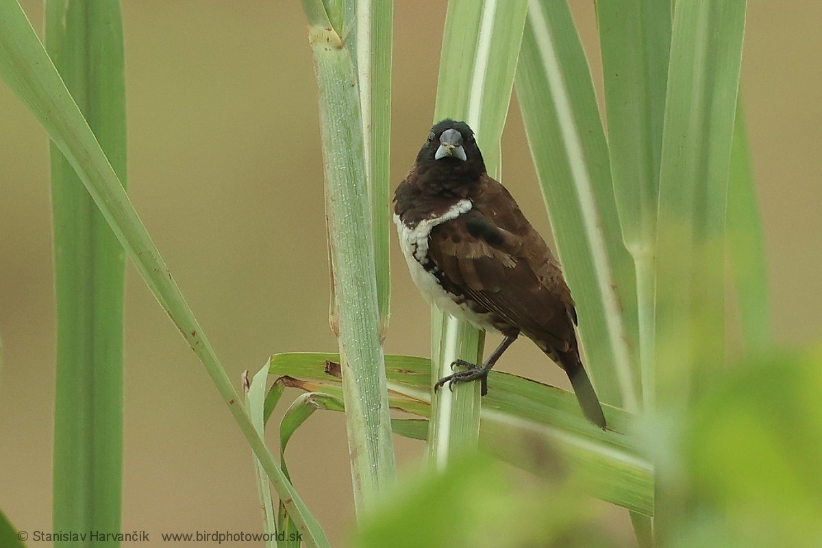 Bronze Mannikin - ML652160459