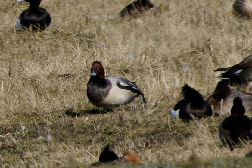 Попелюх звичайний - ML652160501