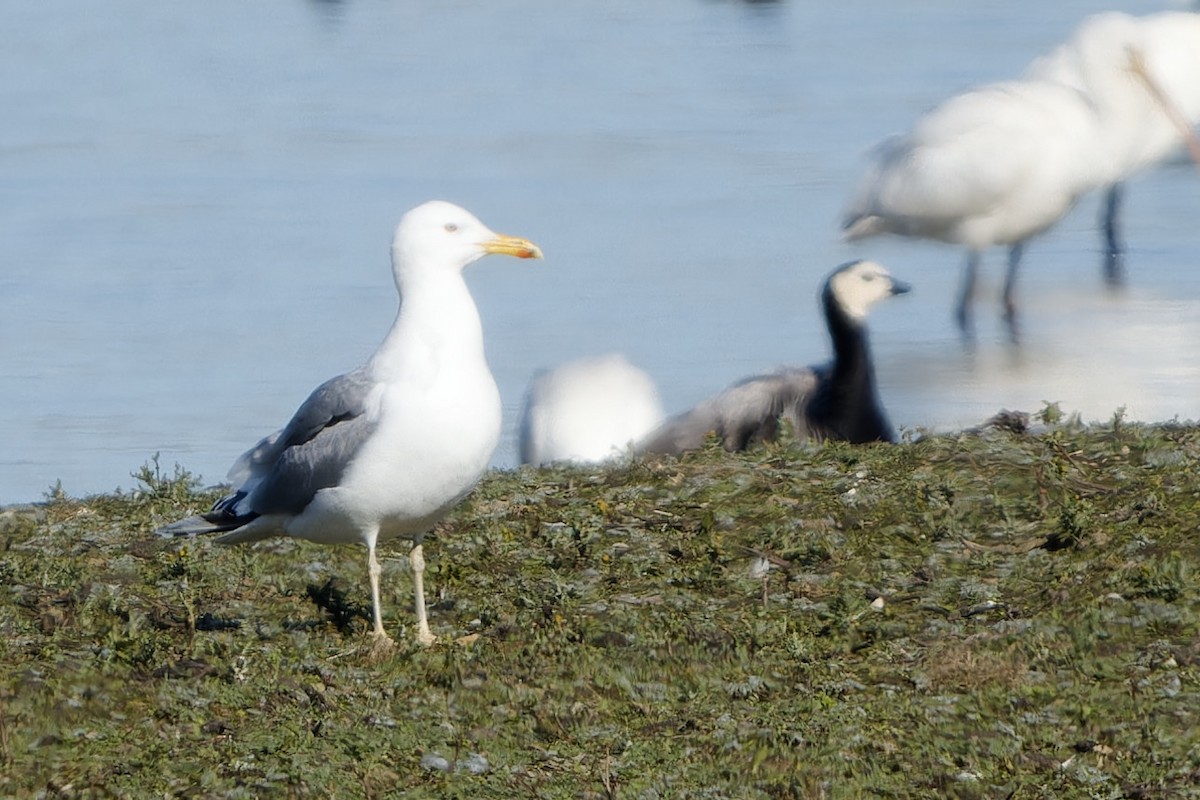 Мартин жовтоногий - ML652160519