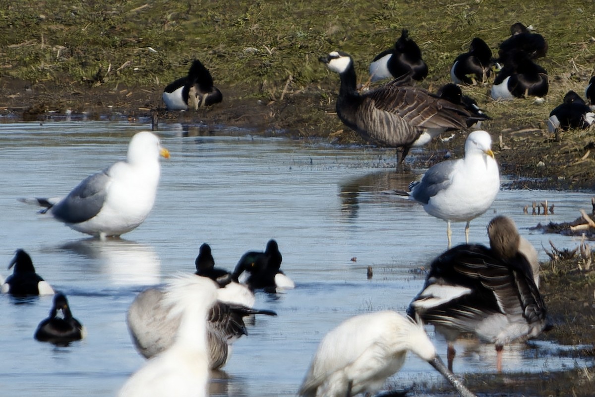 Мартин жовтоногий - ML652160525