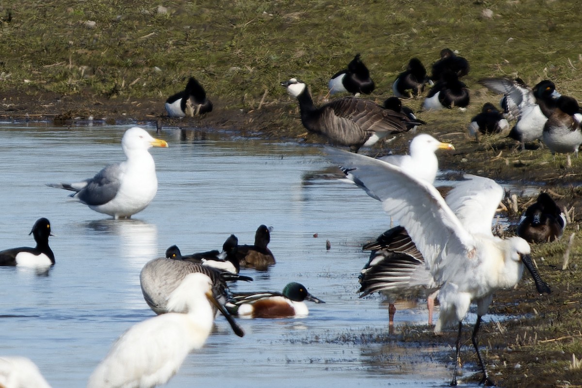 Мартин жовтоногий - ML652160526