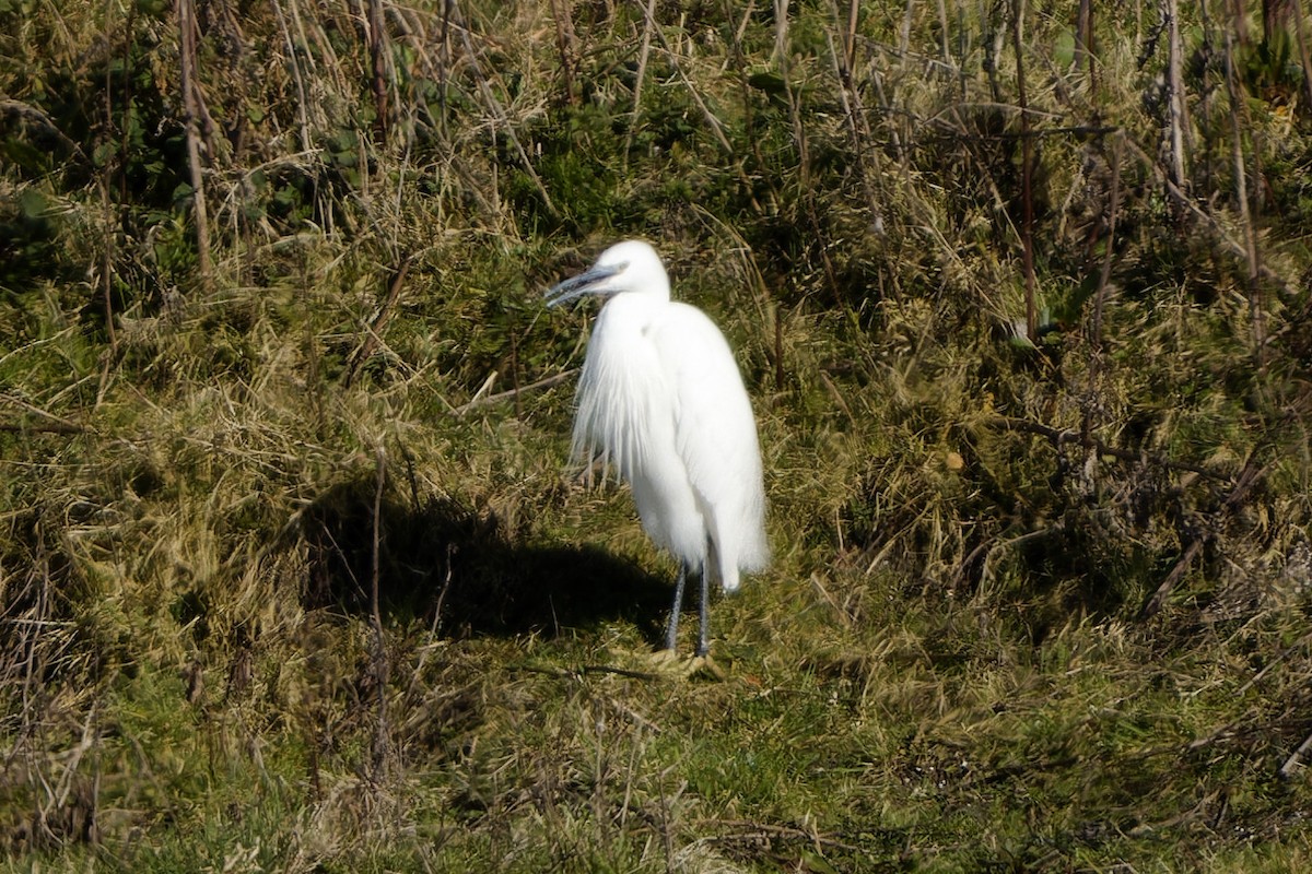 Чепура мала - ML652160544